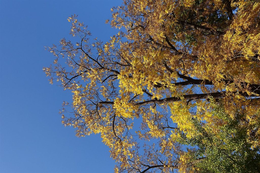 Allée et grands arbres aux couleurs d'automne dans les jardins de l'Europe à Annecy